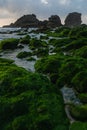 scenic view of coast green mossy