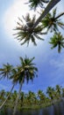 Scenic view with coconut palm trees on beach in beautiful blue bright day Royalty Free Stock Photo