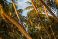 Scenic view of coconut trees on the beach at golden hour Royalty Free Stock Photo