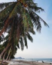 Scenic view of coconut trees at beach Royalty Free Stock Photo