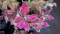 Scenic view of coleus plants also called Coleus blumei Royalty Free Stock Photo