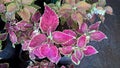 Scenic view of coleus plants also called Coleus blumei Royalty Free Stock Photo