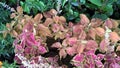 Scenic view of coleus plants also called Coleus blumei Royalty Free Stock Photo