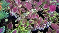 Scenic view of coleus plants also called Coleus blumei Royalty Free Stock Photo