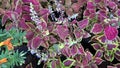 Scenic view of coleus plants also called Coleus blumei Royalty Free Stock Photo