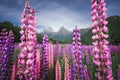 Scenic view of colorful lupine flowers, Fjordland, New Zealand