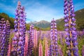 Scenic view of colorful lupine flowers, Fjordland, New Zealand Royalty Free Stock Photo