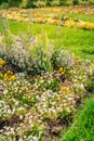 Scenic view of colourful flowerbeds and grass lawn in sunny day