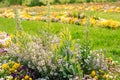 Scenic view of colourful flowerbeds and grass lawn in sunny day