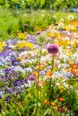 Scenic view of colorful flowerbeds in sunny day