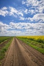 Scenic view on the country road between rapeseed and wheat fields. Royalty Free Stock Photo