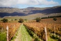 Scenic view of Creation Wine Estate in the Hemel en Aarde region of Hermanus, South Africa.