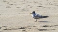 Scenic view of a crested tern found standing on the shore of a beach Royalty Free Stock Photo