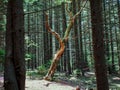 Scenic view of a crooked tree in the woods in Dolly Sods West Virginia Royalty Free Stock Photo