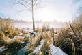 Scenic view of a cute St. Bernard dog walking on a snowy field