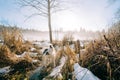 Scenic view of a cute St. Bernard dog walking on a snowy field