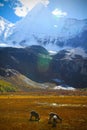 Scenic view at Daocheng, Yading, Yunnan, China Royalty Free Stock Photo