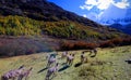 Scenic view at Daocheng, Yading, Yunnan, China Royalty Free Stock Photo