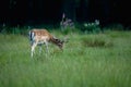 Scenic view of a deer with antlers eating grass on a green field in daylight Royalty Free Stock Photo