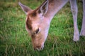 Scenic view of deer in a grassy meadow