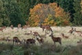 Scenic view of a deer herd grazing in the field on the background of a forest Royalty Free Stock Photo