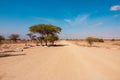 Scenic view of a dirt road amidst trees acacia trees in Amboseli National Park in Kenya