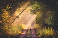 Scenic view of a dirt road flanked by dense foliage, basking in the warm glow of sun rays Royalty Free Stock Photo