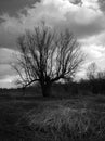 Scenic view of a dry willow in a parched swamp with a fallen reed in autumn during a sunny day with fluttering clouds in the sky