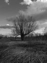 Scenic view of a dry willow in a parched swamp with a fallen reed in autumn during a sunny day with fluttering clouds in the sky