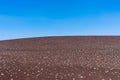 Scenic view of dwarf buckwheat plant growing on cinder slope