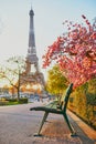 Scenic view of the Eiffel tower with cherry blossom trees in bloom in Paris, France Royalty Free Stock Photo