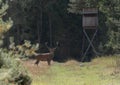 Scenic view of an elk standing on a green meadow against a hunter tower in a forest Royalty Free Stock Photo