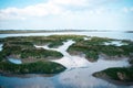 Scenic view of an emerald riverbank, featuring an array of lush, vibrant greenery