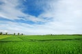 Scenic view of endless lush pastures and farmlands of Ireland. Irish countryside with emerald green fields and meadows. Rural Royalty Free Stock Photo