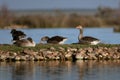 Scenic view of European geese in the lagoons of Villafafila in Zamora Royalty Free Stock Photo