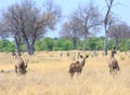 Scenic view of a family of Greater Kudu on the african plains with the young female looking straight into camera Royalty Free Stock Photo