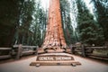 General Sherman Tree, the world`s largest tree by volume, Sequoia National Park, California, USA