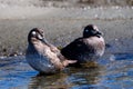 Scenic view of female harlequin ducks sitting in the water Royalty Free Stock Photo