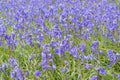 Scenic view of a field of Bluebell purple flowers in Lake District, UK Royalty Free Stock Photo