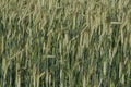 Scenic view of a field full of green Triticale plants found in the countryside Royalty Free Stock Photo