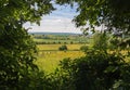 Scenic view of a field full of yellow flowers Royalty Free Stock Photo