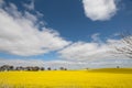 Scenic view of a field of yellow rapeseed flowers in a rural area in sunny weather Royalty Free Stock Photo