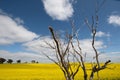 Scenic view of a field of yellow rapeseed flowers with a wooden tree in the foreground Royalty Free Stock Photo