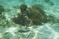 Scenic view of fish gliding above a vibrant coral reef at Tumon Beach, Guam, USA Royalty Free Stock Photo