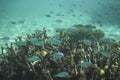 Scenic view of fish gliding above a vibrant coral reef at Tumon Beach, Guam, USA Royalty Free Stock Photo