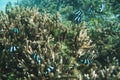 Scenic view of fish gliding above a vibrant coral reef at Tumon Beach, Guam, USA Royalty Free Stock Photo