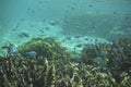 Scenic view of fish gliding above a vibrant coral reef at Tumon Beach, Guam, USA Royalty Free Stock Photo