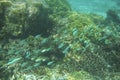 Scenic view of fish gliding above a vibrant coral reef at Tumon Beach, Guam, USA Royalty Free Stock Photo