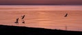 Scenic view of a a flock of birds flying over the tranquil sea at sunset Royalty Free Stock Photo