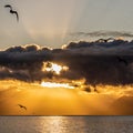 Flock of birds silhouettes flying in the sunlight at sunrise. Bird flying. Hope concept. Freedom concept.